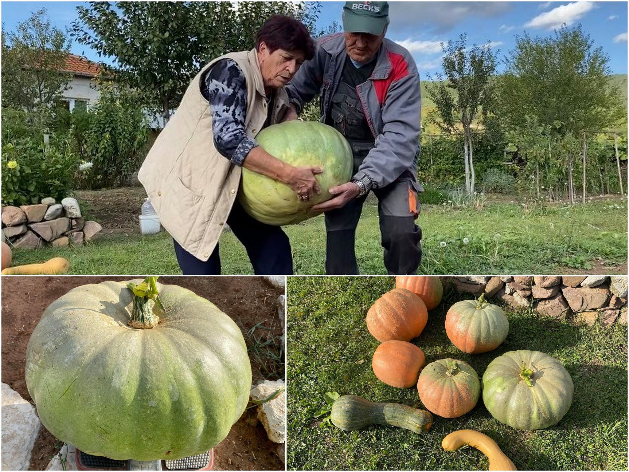 Тиква гигант отгледа в Панджина махала сем. Венкови (СНИМКИ)